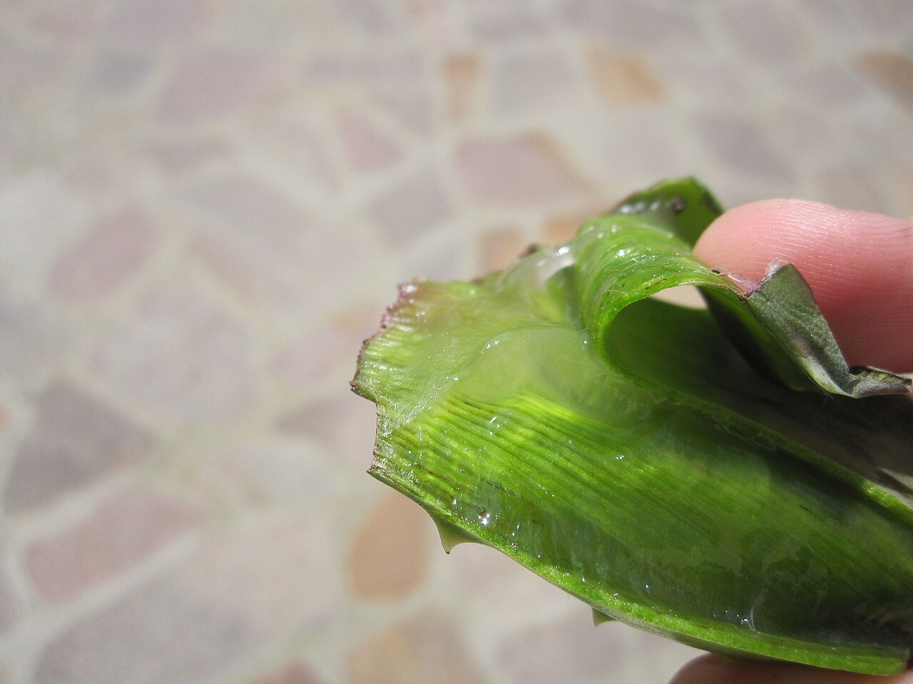 Aloe vera gel and leaves