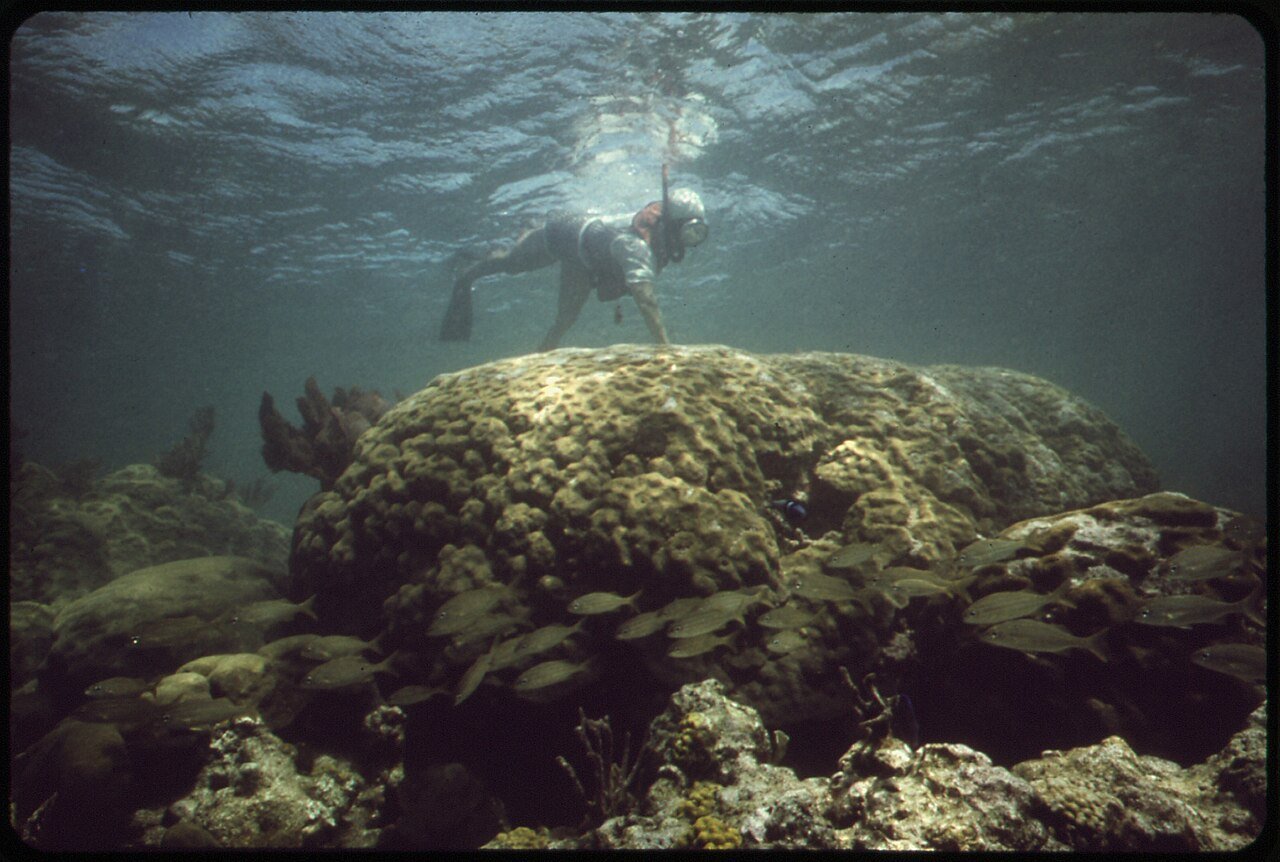 Snorkeling above a shallow coral reef
